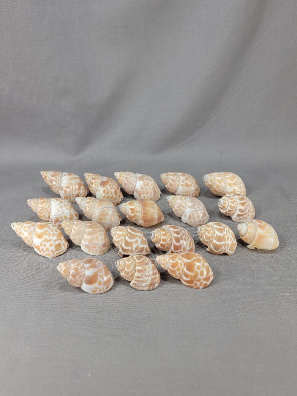 Babylonia Spirata Shell Seashell Mixed Lot 19 Natural Spotted Ocean Crafts Beach